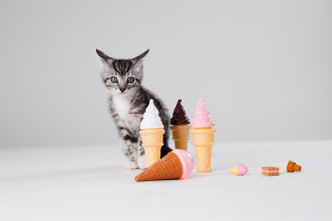 A kitten next to ice cream representing different flavours of sex